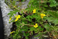 Potentilla sericea